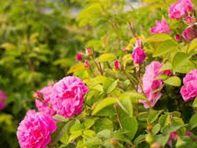 ۳۶۰ هکتار از اراضی چهارمحال و بختیاری به کشت گل محمدی اختصاص دارد