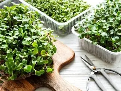 How to grow radish microgreens with kids by florist kid