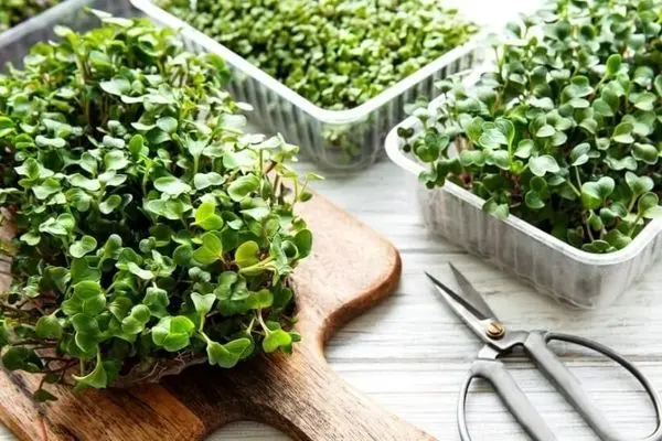 How to grow radish microgreens with kids by florist kid