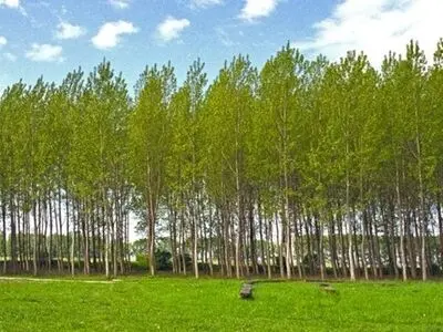 ۳۵۰ هزار اصله نهال برای زراعت چوب در اختیار مردم گلستان قرار گرفته است