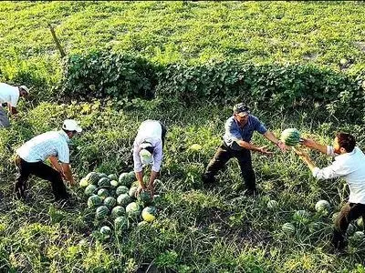 آغاز برداشت هنداونه از ۳ هزار هکتار مزرعه جالیزی در گیلان