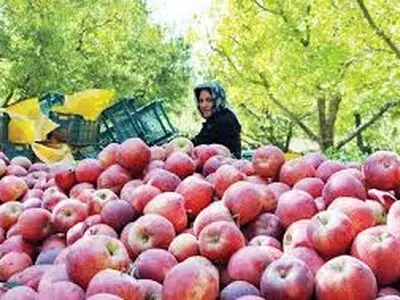آذربایجان‌غربی رتبه اول تولید سیب در کشور/ وضعیت نامناسب صادرات سیب ایران