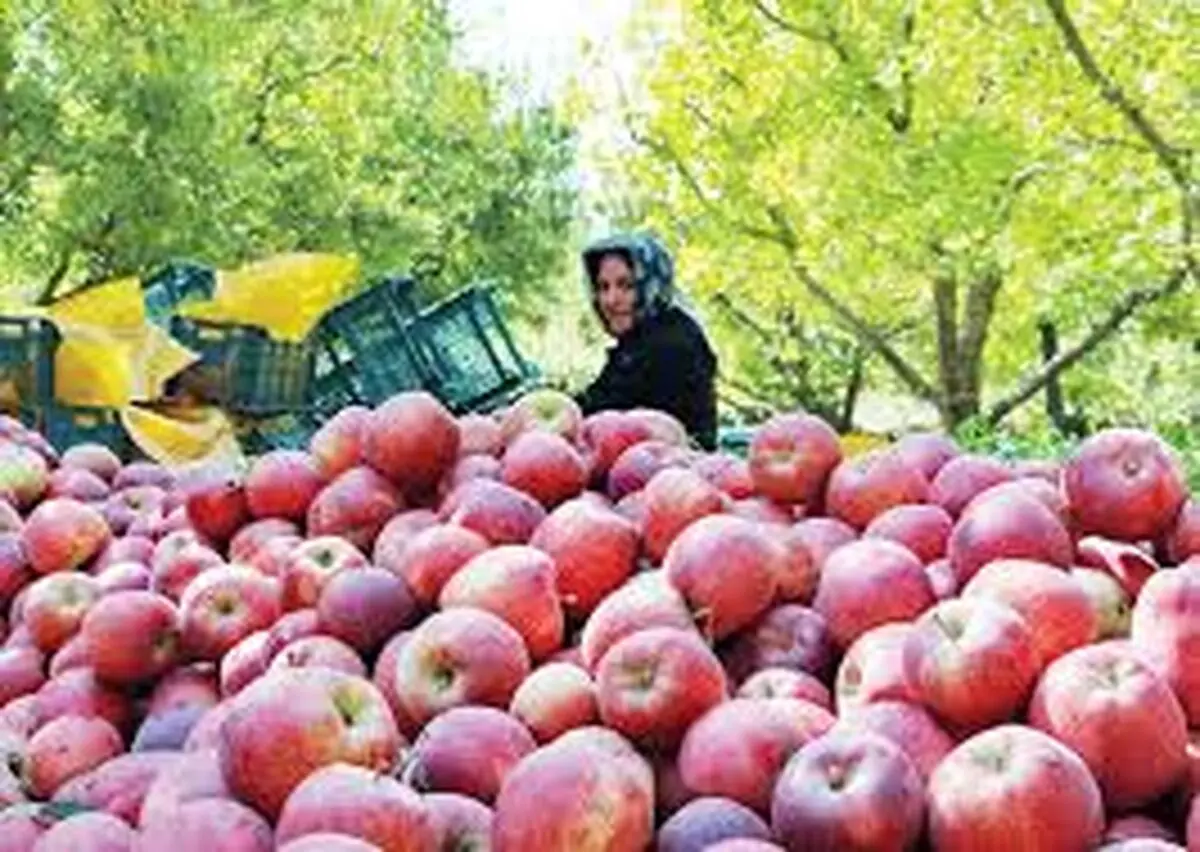 آذربایجان‌غربی رتبه اول تولید سیب در کشور/ وضعیت نامناسب صادرات سیب ایران