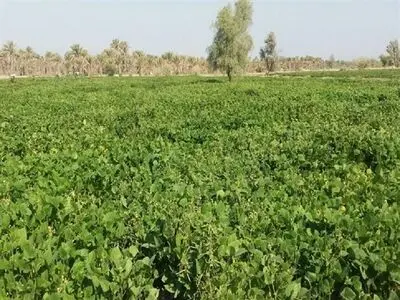 حاصلخیزی خاک در حمیدیه با کشت ماش
