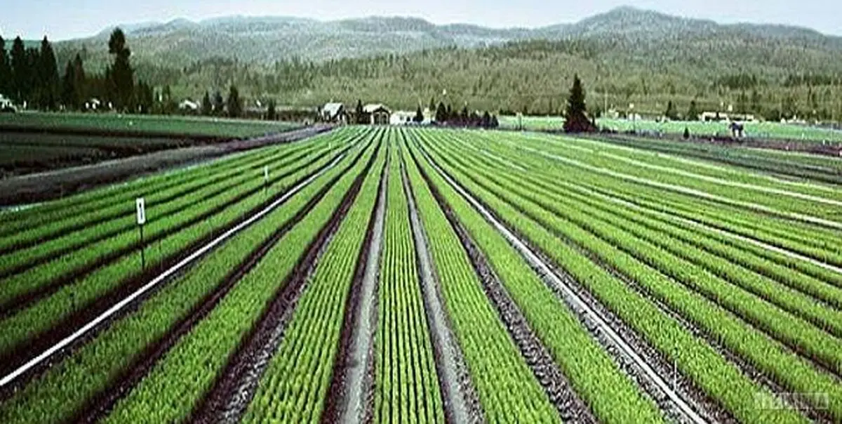 کشت‌های فراسرزمینی تبدیل به سرمایه‌گذاری خارجی شد/ نقص در آیین‌نامه دلیل انحراف از اهداف