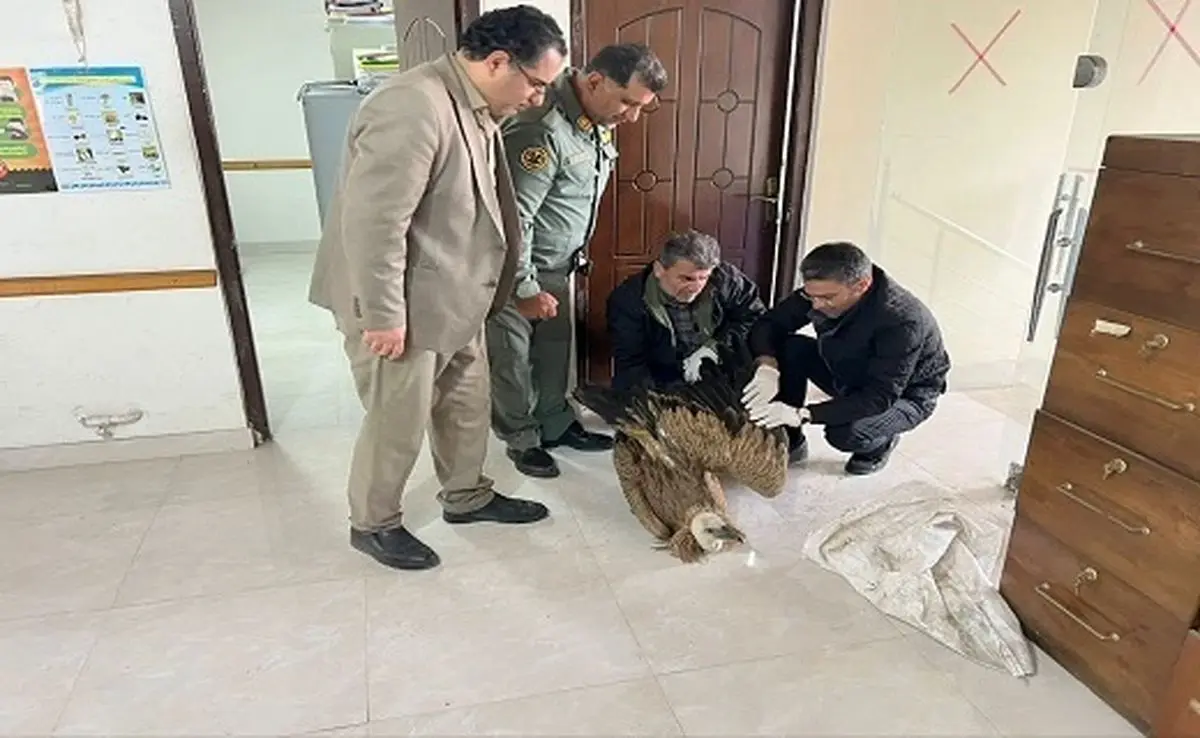 تیمارداری ۴۰ پرنده وحشی در آستارا

