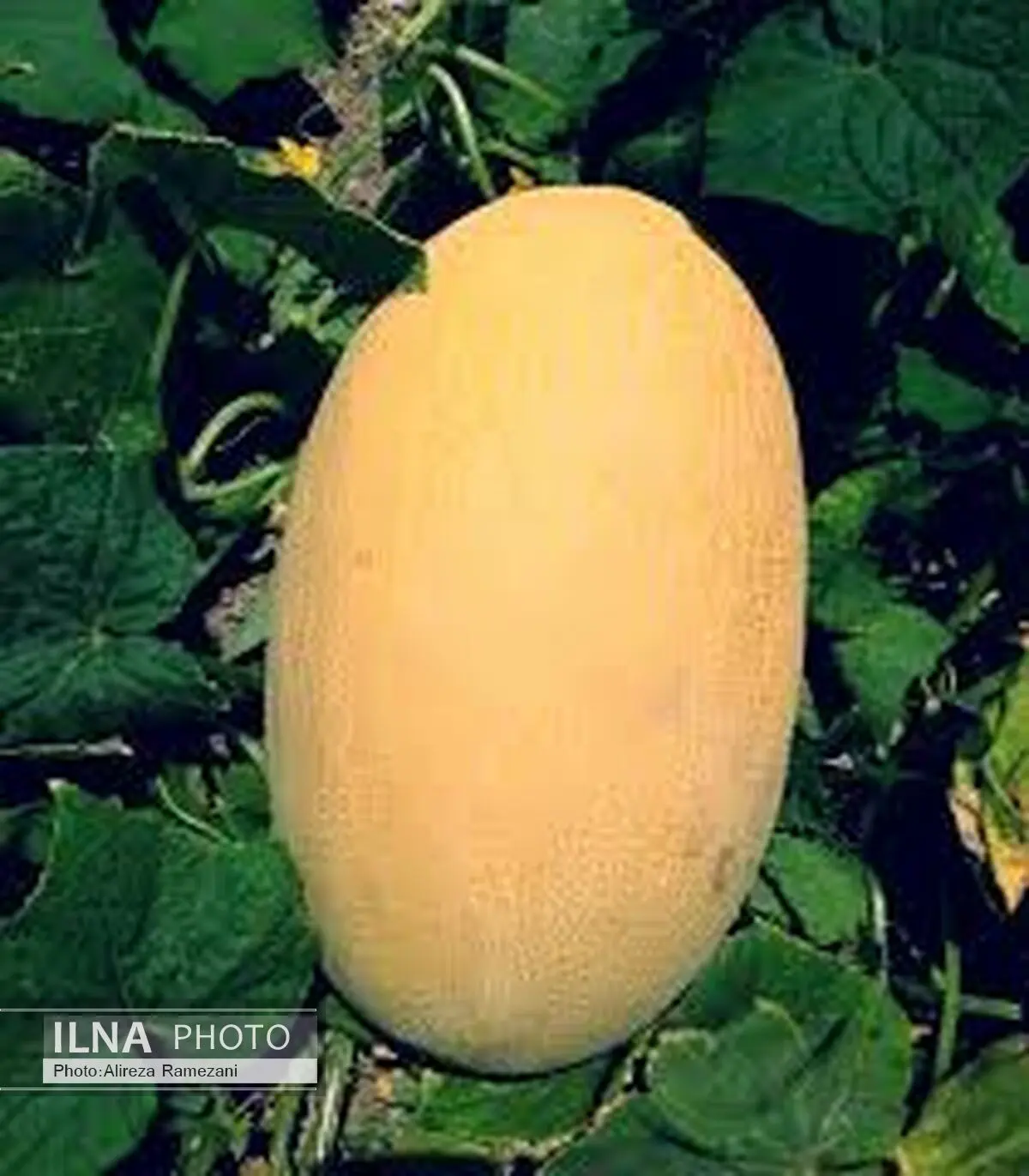 پرورش خربزه گلخانه ای در شهرستان گرگاب