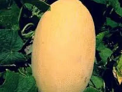 پرورش خربزه گلخانه ای در شهرستان گرگاب
