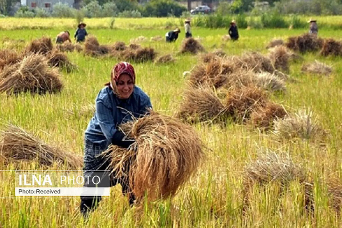حمایت مشکوک واردکننده از برنج ایرانى/ پای احتکار در میان است؟