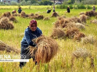 حمایت مشکوک واردکننده از برنج ایرانى/ پای احتکار در میان است؟