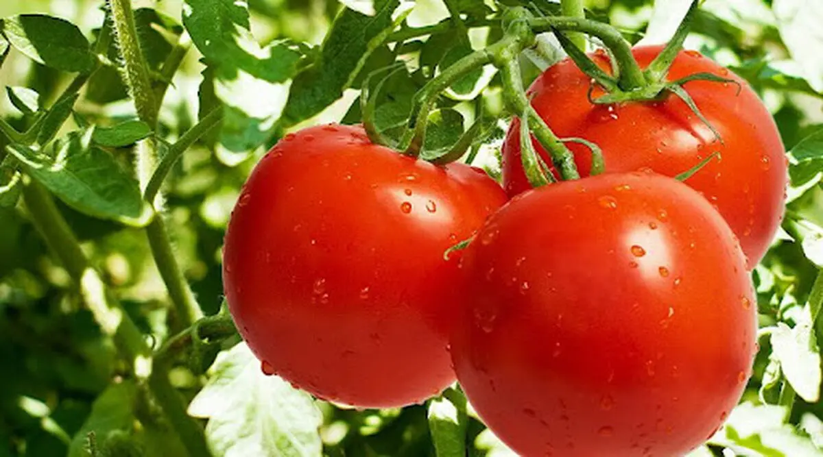 ۶۰ تن گوجه فرنگی گلخانه‌ای در خوشاب تولید شد