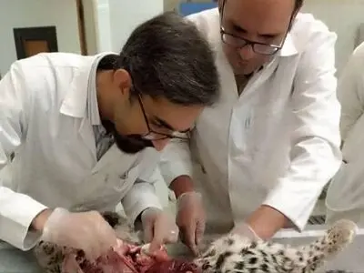 علت تلف شدن توله‌های پلنگ‌ در کرمان اعلام شد