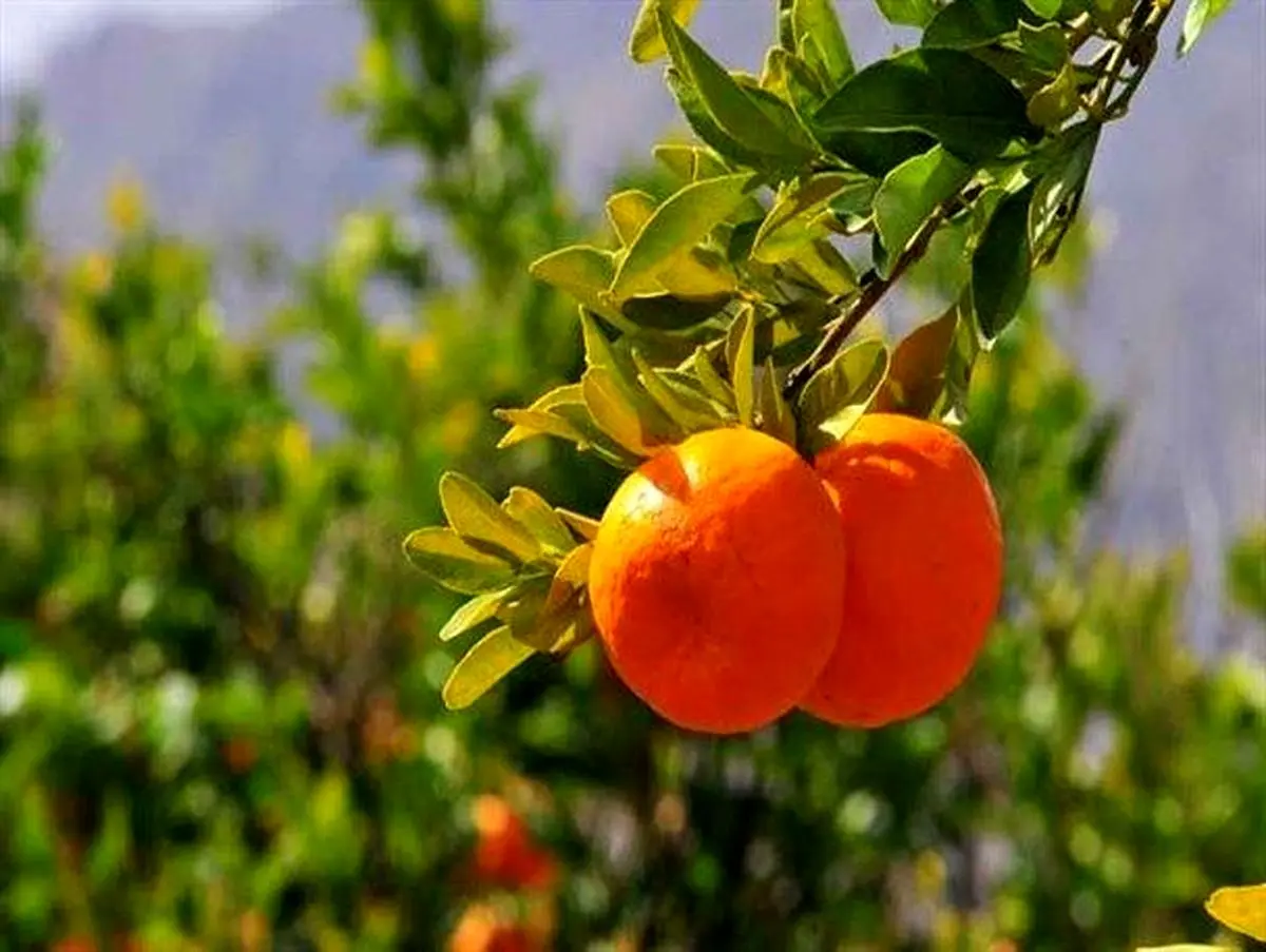 آغاز برداشت نارنگی از ۵۱۰ هکتار  باغات گلستان/افزایش ۲۰ درصدی تولید نارنگی