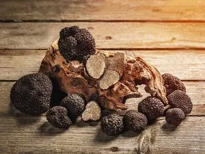 کشف و ضبط ۱۶ کیلوگرم قارچ ترافل در آزادشهر