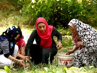 «شهر جهانی گردو»؛  مستند جدید العالم