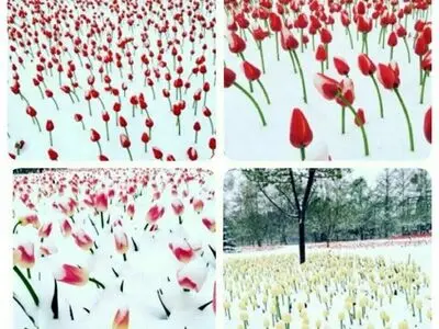 جشنواره لاله‌های بخش آسارا با تاخیر برگزار می‌شود