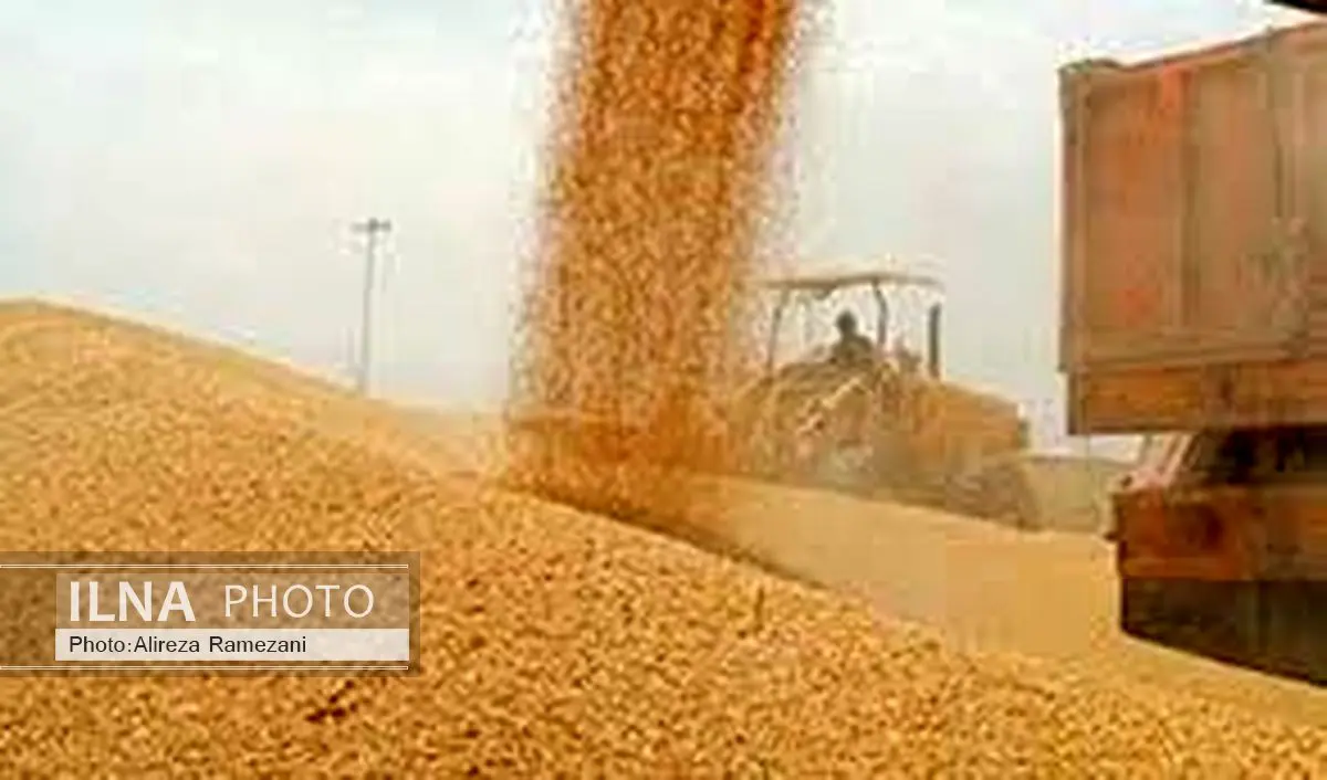 افزایش 2/2 برابری گندم تحویلی به سیلوی کاشان