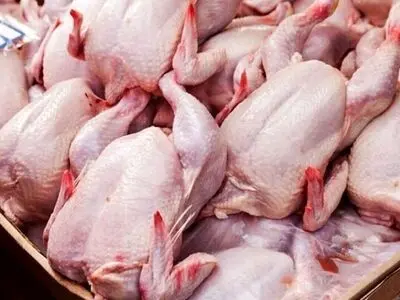 حمایت از تولید‌کنندگان داخلی با خرید بیش از ۱۵ هزار تن مرغ منجمد/ نگرانی در تامین، عرضه و توزیع مرغ در ماه رمضان و ایام عید وجود ندارد