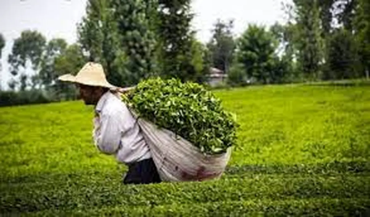 افزایش ۴۲ درصدی تولید برگ سبز چای/ بدهی ۷۱۰ میلیاردی به چایکاران