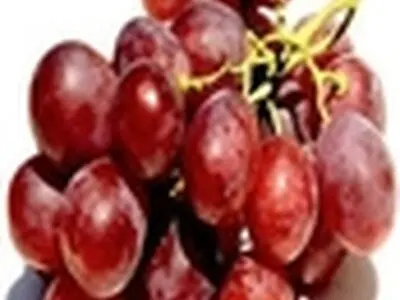 تاکدار علی‌آبادی ۹۶ تن انگور از یک هکتار باغ میمی در قوچان برداشت کرد