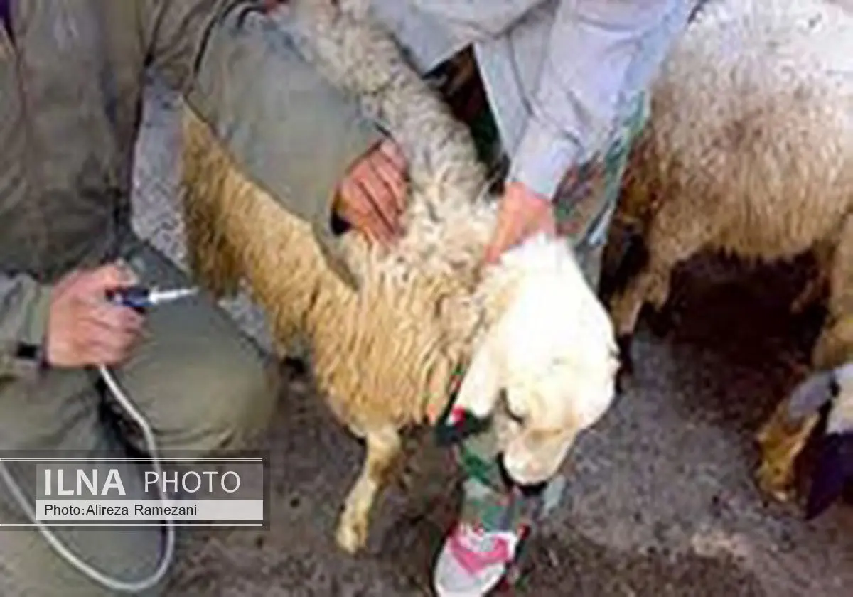 واکسیناسیون یک میلیون رأس دام در کرمانشاه علیه بیماری طاعون