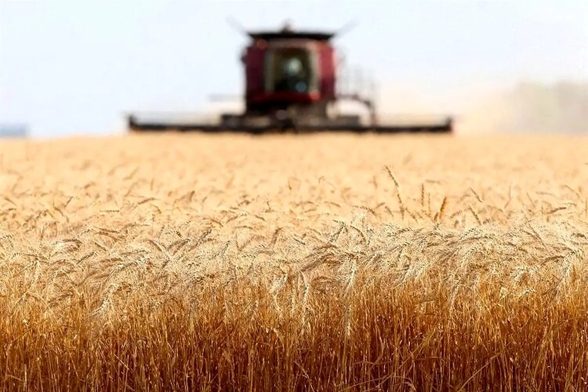 پیش‌بینی خرید ۲۵۵ هزار تن گندم از کشاورزان استان مرکزی