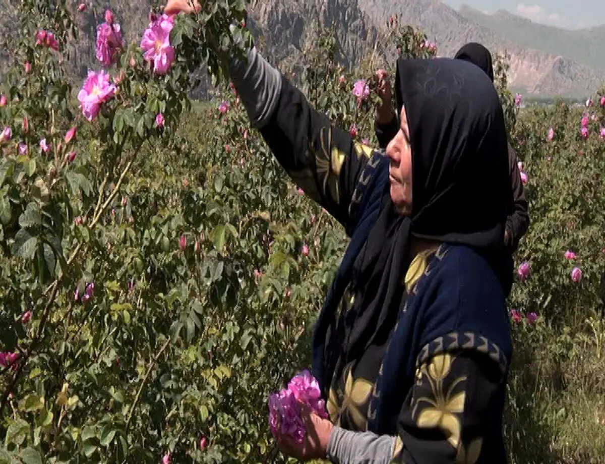 افزایش ۵ درصدی سطح زیر کشت گل‌محمدی نسبت به سال گذشته در آذربایجان شرقی