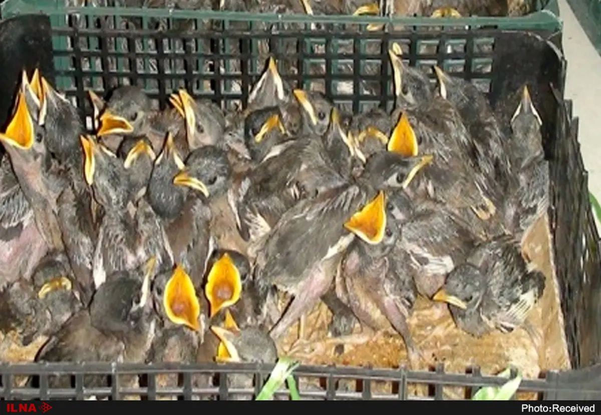 مراکز پرنده‌فروشی زیر ذره‌بین محیط‌زیست