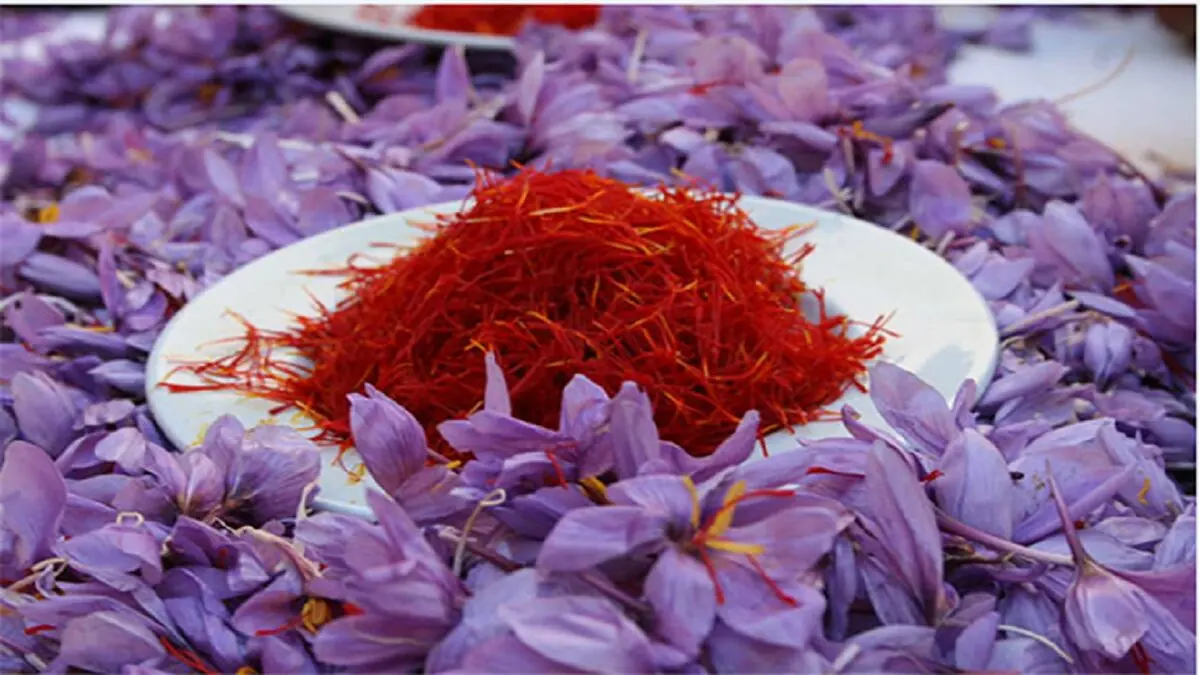 موجودی زعفران در انبار‌ها ۴۵ تن است