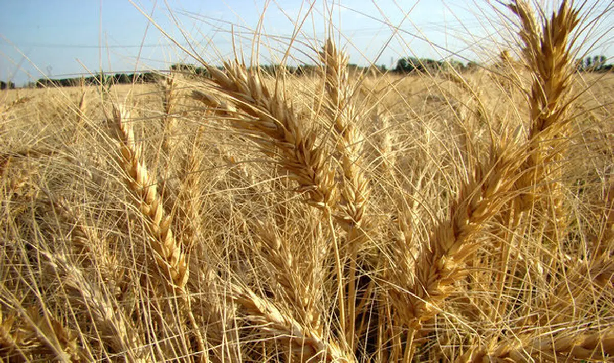 کاهش 50 درصدی گندم دیم در کردستان/ پیش بینی فروش 500 هزار تن گندم در سال جاری