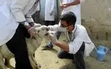 دامپزشکی نقش حیاتی در سلامت و رفاه جامعه ایفا می‌کند