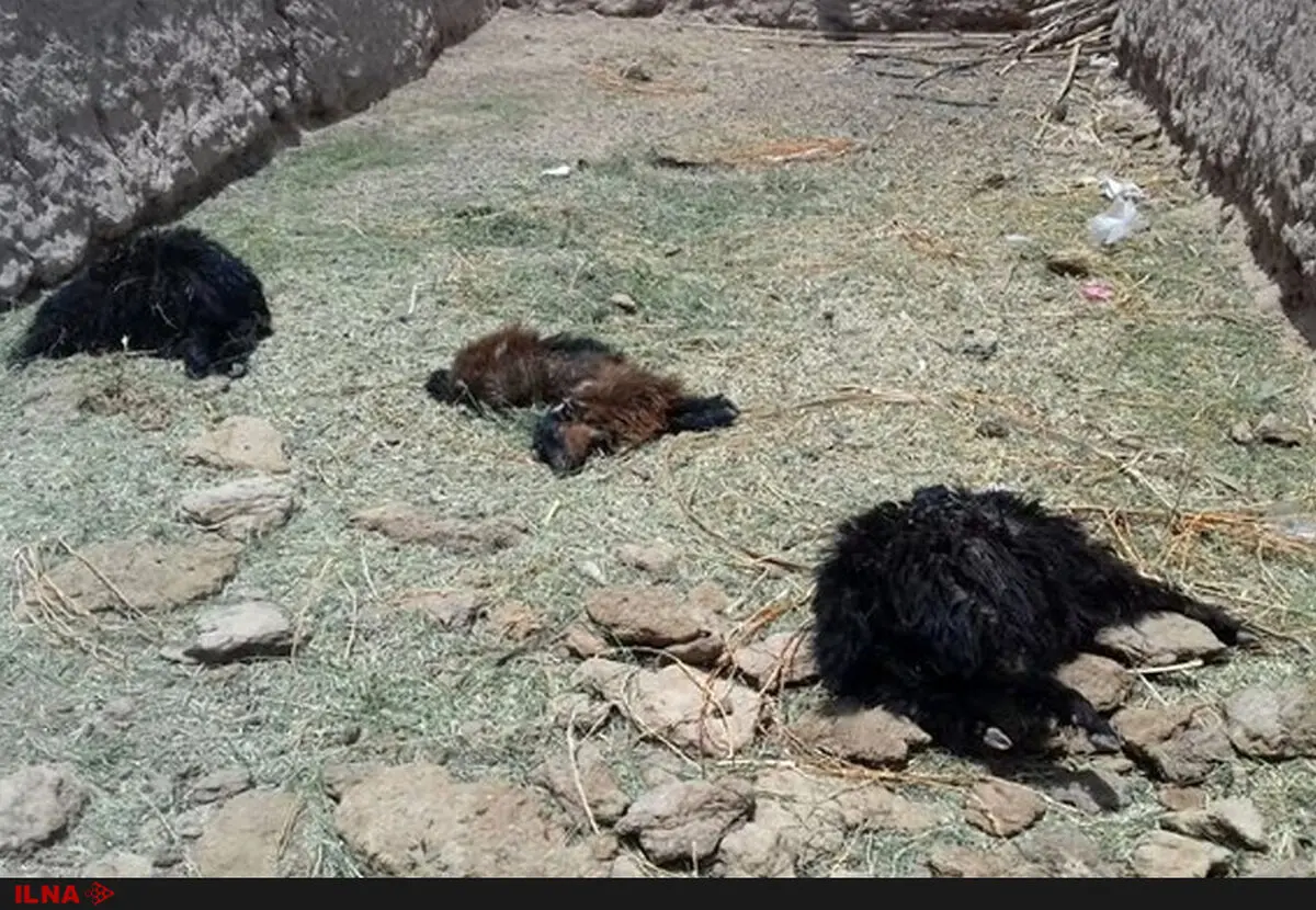 حمله حیوان درنده ناشناخته به روستای دهنو+ عکس های دلخراش