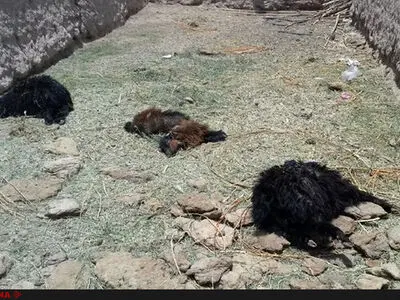 حمله حیوان درنده ناشناخته به روستای دهنو+ عکس های دلخراش