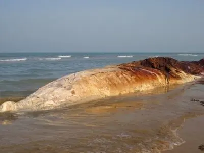 به گل نشستن نهنگ 14 متری در بندر دیر بوشهر 
