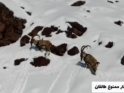 پرسه‌زنی بزهای کوهی در ارتفاعات برفی طالقان + فیلم
