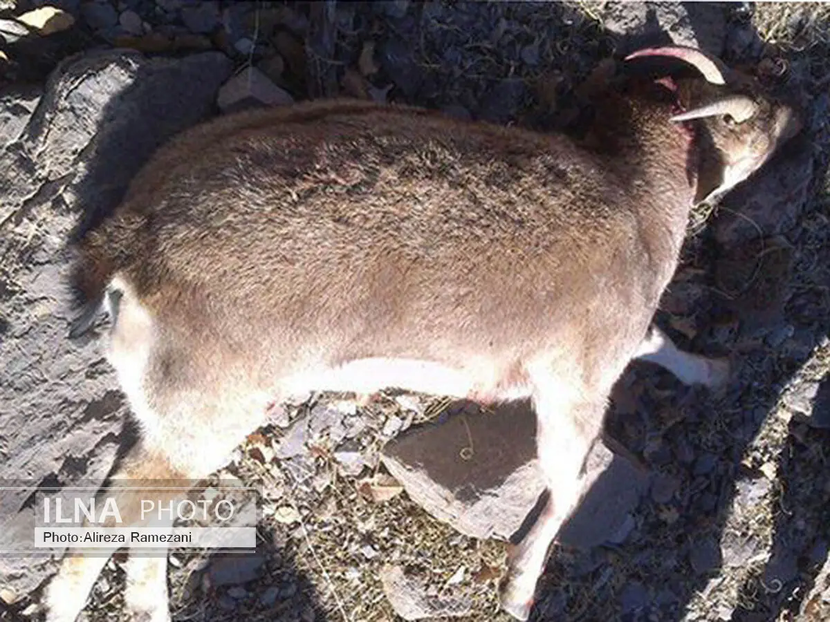 احتمال ابتلای دام‌های اهلی استان مرکزی به طاعون نشخوارکنندگان 