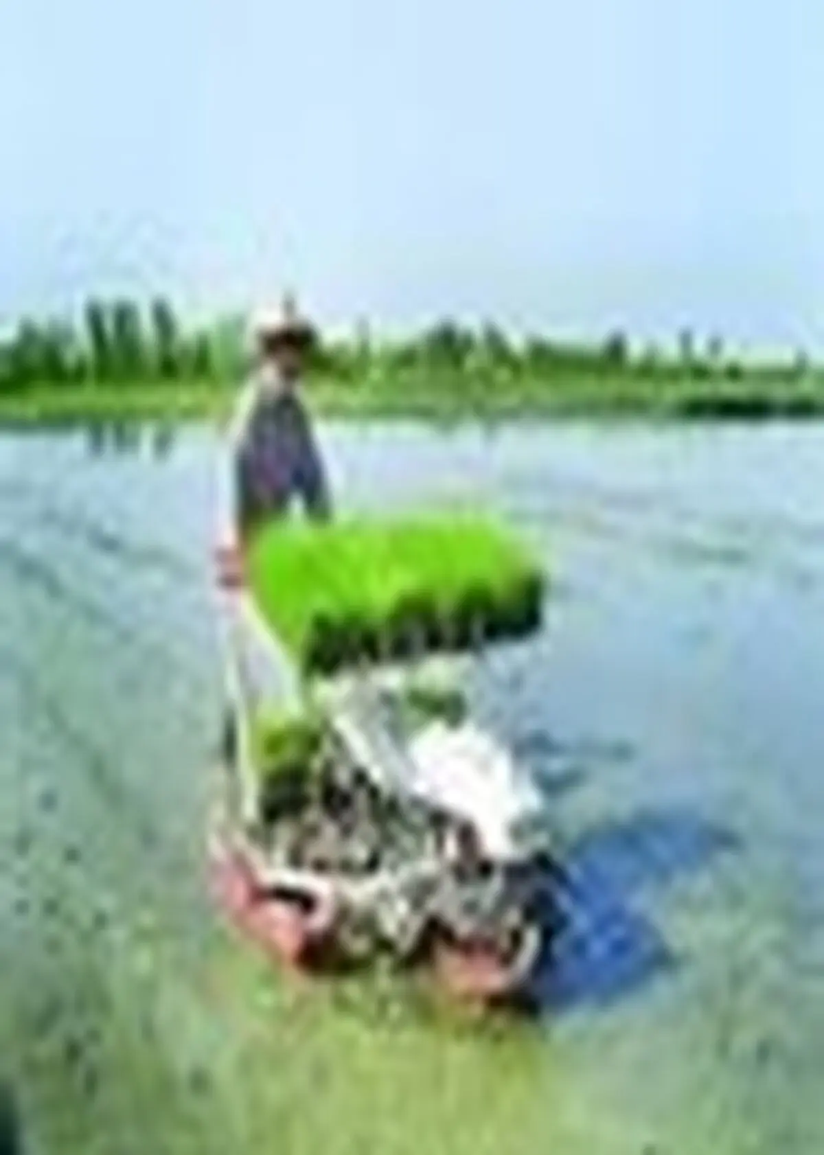 کشت مکانیزه برنج در بیش از ۶ هزار هکتار از شالیزارهای آمل