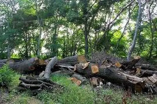  عاملان قطع ۲۰ اصله درخت در بهشهر دستگیر شدند