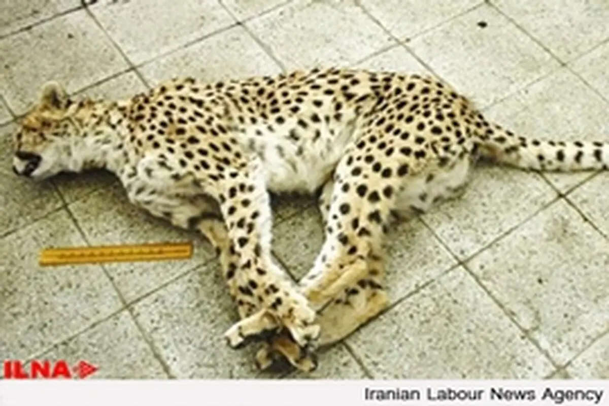 نابودی بیش از ۲۰۰ درصد اندوخته جانوری کشور