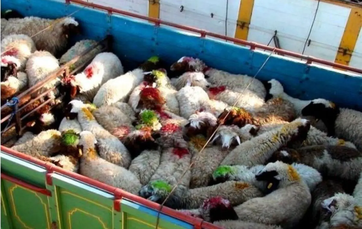 جریمه ۲۱ میلیاردی قاچاقچیان احشام در آذربایجان غربی
