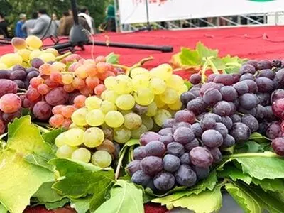 جشنواره انگور «کندوله» برگزار می‌شود