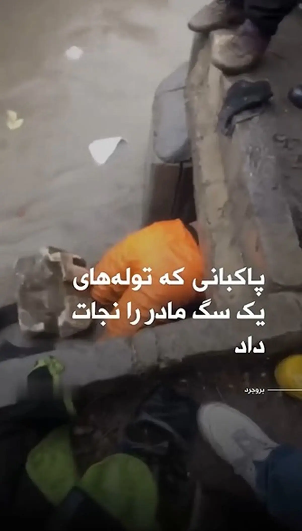 اقدام تحسین برانگیز یک پاکبان در بروجرد + فیلم