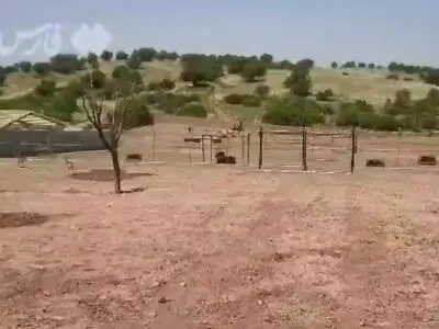تصاویری از بزرگترین سایت احیا گوزن زرد ایرانی