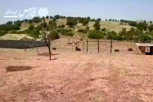 تصاویری از بزرگترین سایت احیا گوزن زرد ایرانی