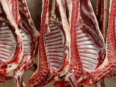 مشکلی در تامین گوشت قرمز در آذربایجان غربی وجود ندارد/تولید سالانه بیش از ۵۸۰۰۰ کیلو گرم گوشت قرمز در استان