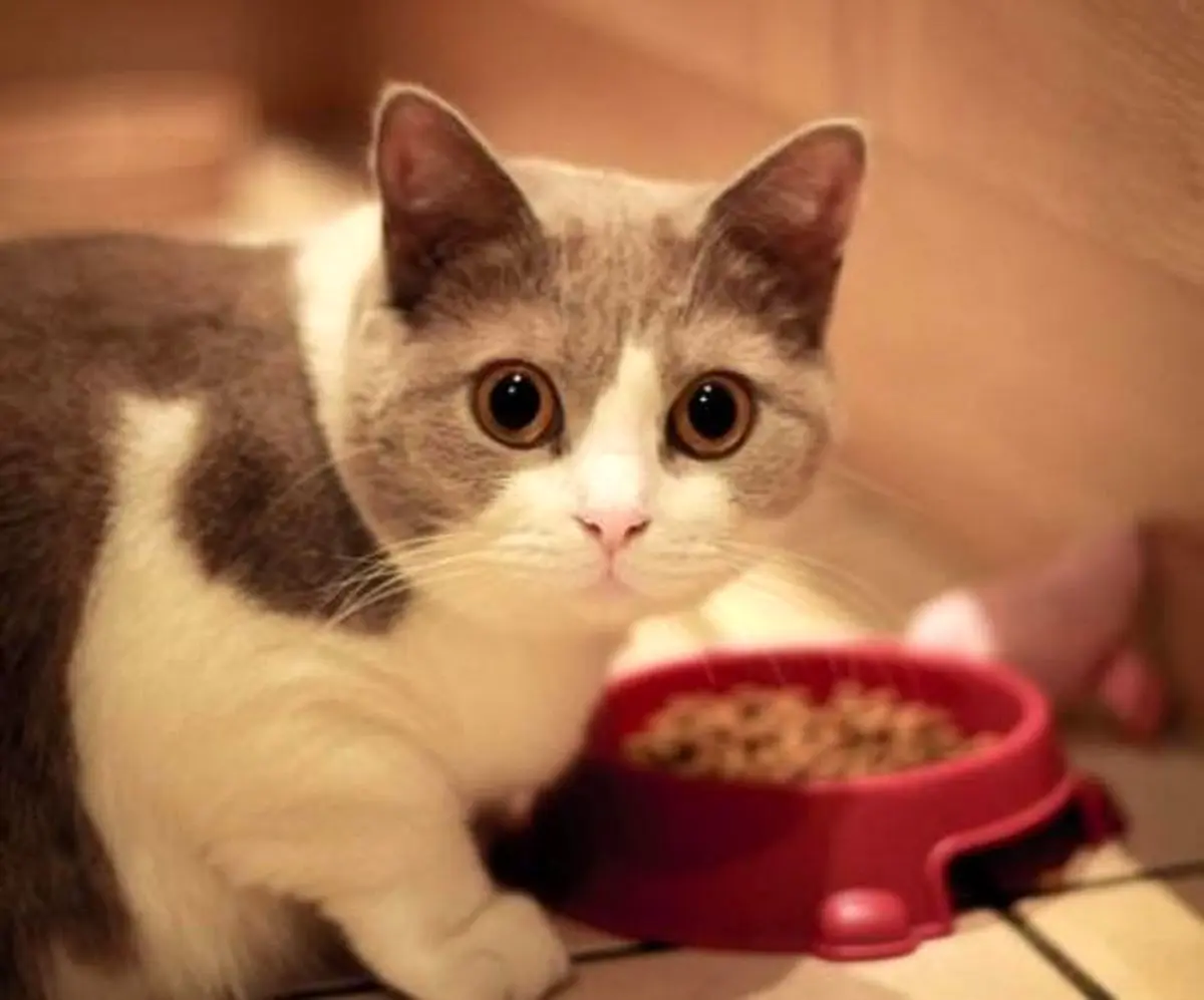 راهنمای خرید غذای سگ و گربه از پت شاپ آنلاین