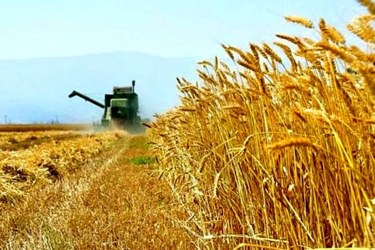 پیش‌بینی برداشت 130 هزار تن جو در قزوین