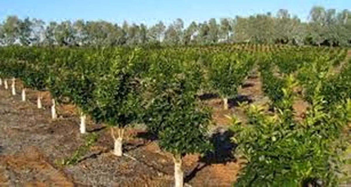 سطح زیرکشت باغات همدان 61 درصد رشد کرده است