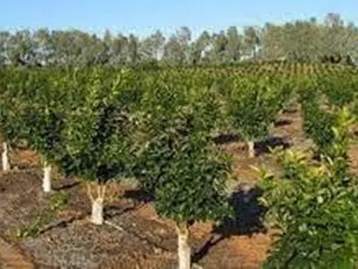 سطح زیرکشت باغات همدان 61 درصد رشد کرده است