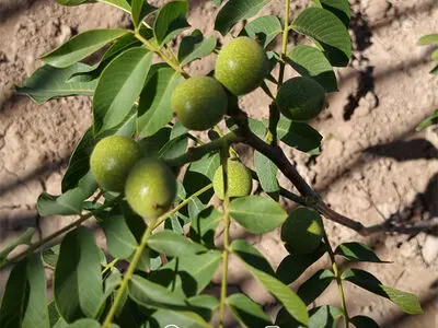 احداث باغ گردو چندلر راهی مطمئن برای سرمایه گذاری پرسود